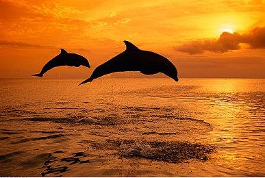 加入残星组织！《鸣潮》成立“弗洛游戏”虚拟公司