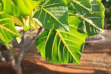 《BUSTAFELLOWS》第二季首支预告片公布